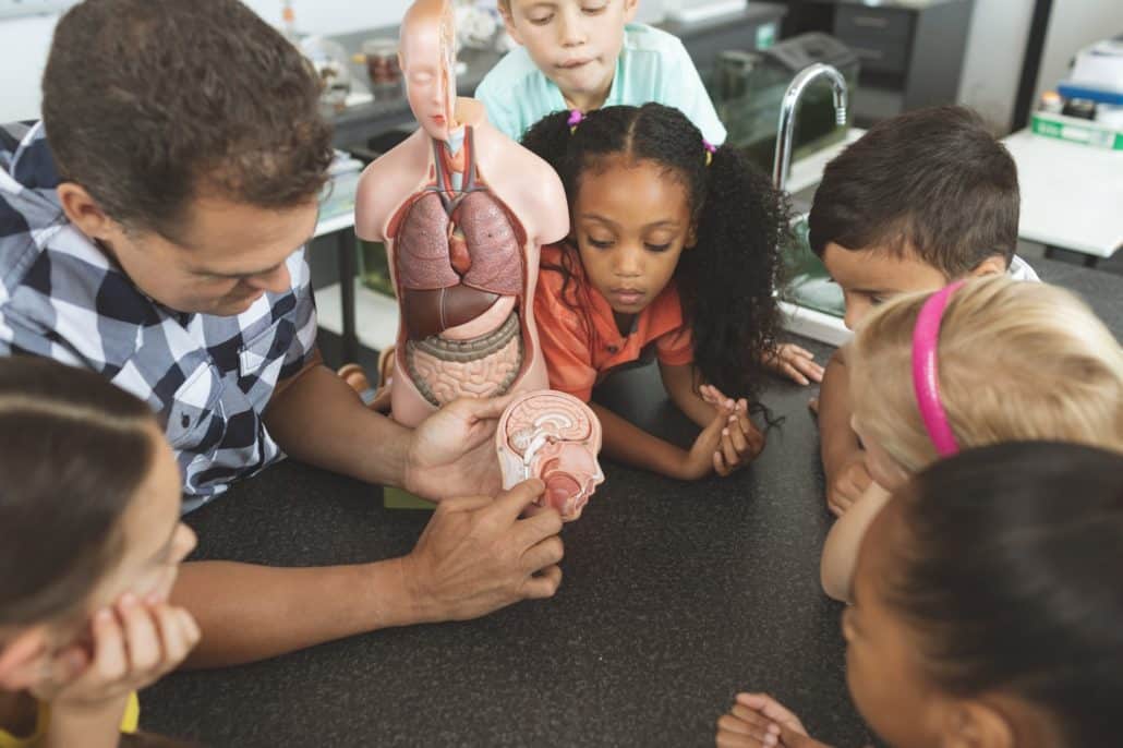 Teacher showing brain part of dummy skeleton at it in classroom at school